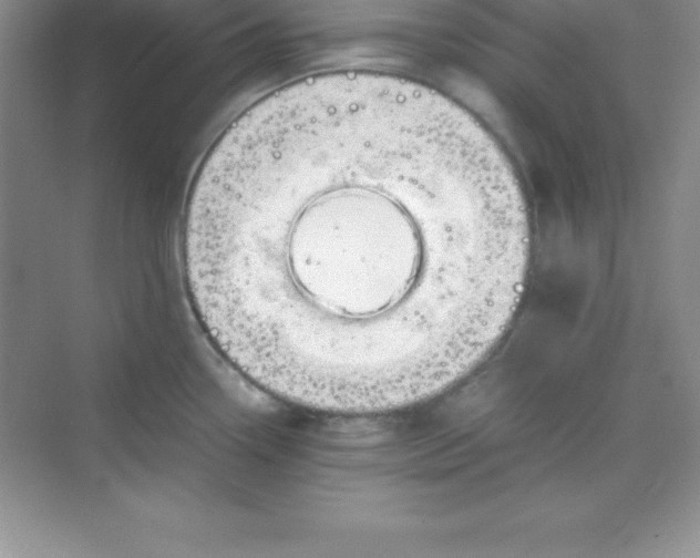 X0000070231338200606091707