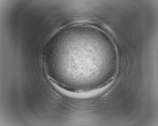 X0000070231361200606091706