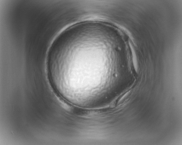 X0000070231375200606091706