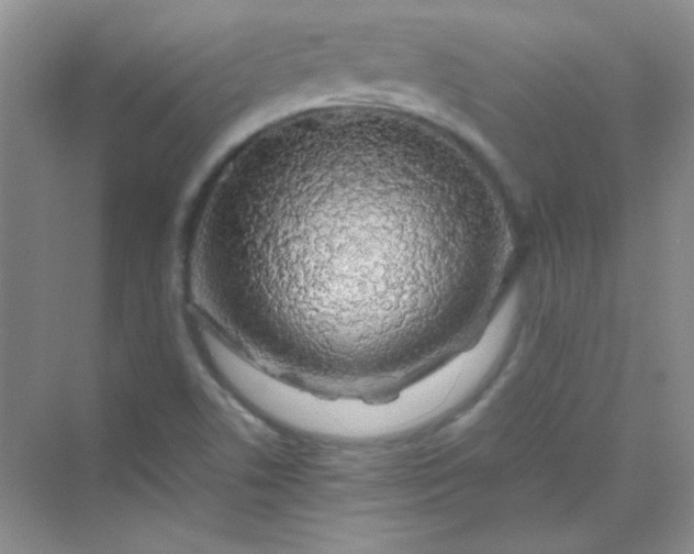 X0000070231506200606091703