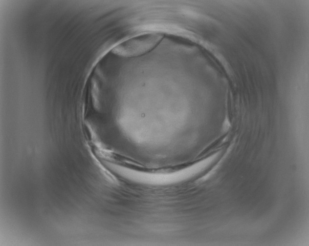 X0000070231529200606091704