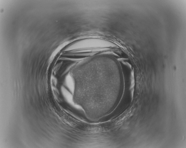 X0000070230200200606161741
