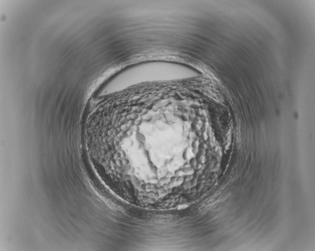 X0000070230438200606161737
