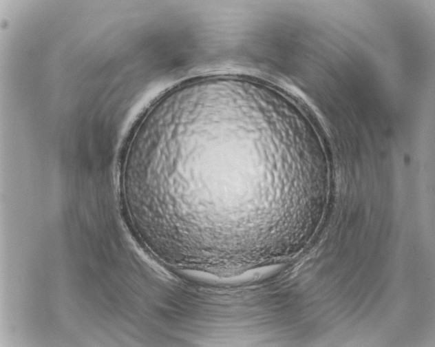 X0000070231416200606161721