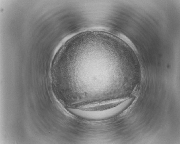 X0000070231436200606161721