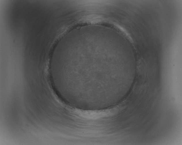 X0000070240018200606021142