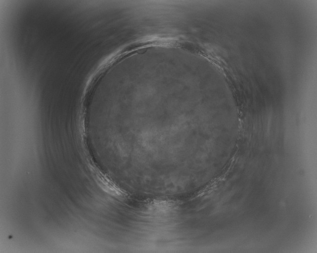 X0000070240149200606021139