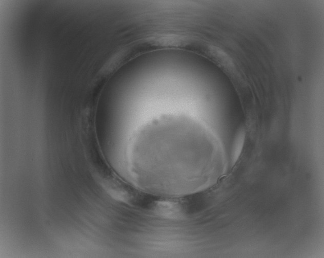 X0000070240167200606021139