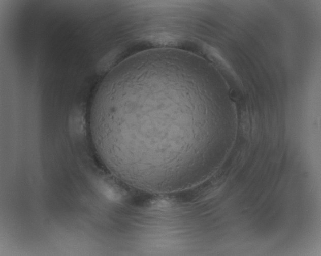 X0000070240259200606021137