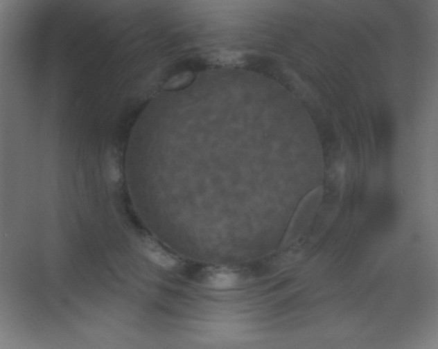X0000070240658200606021131