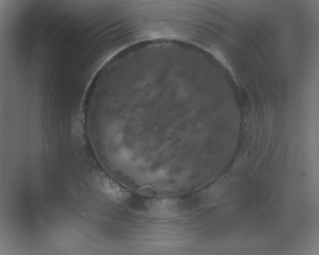 X0000070240879200606021127