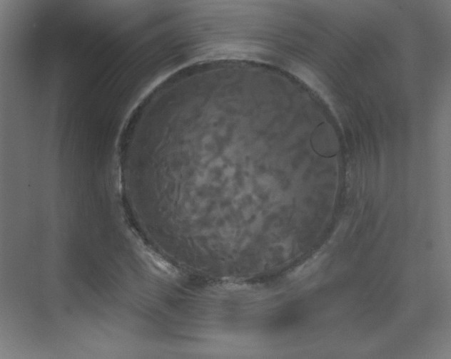 X0000070240925200606021126