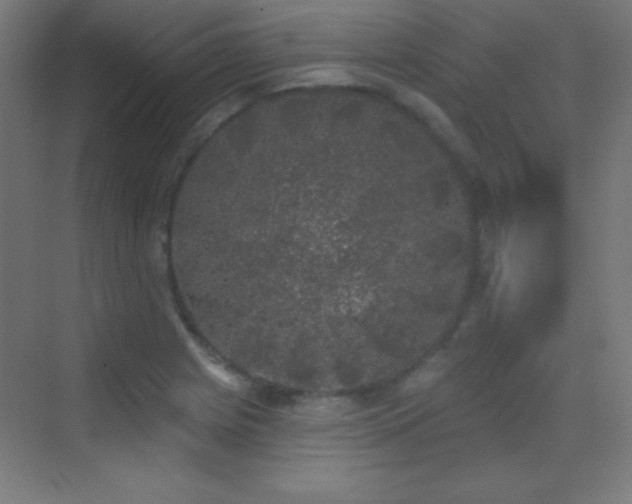 X0000070241225200606021121