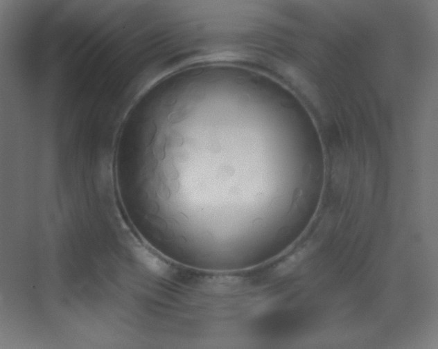 X0000070241417200606021118