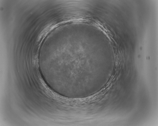 X0000070240002200606051136