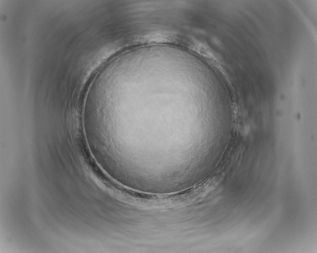 X0000070240012200606051136