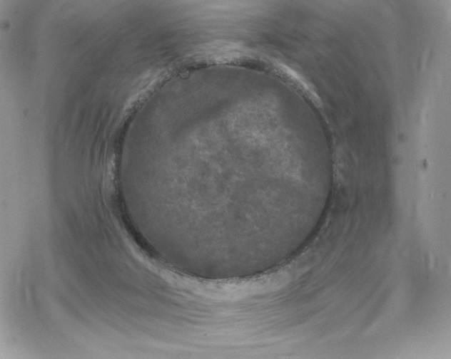 X0000070240018200606051136