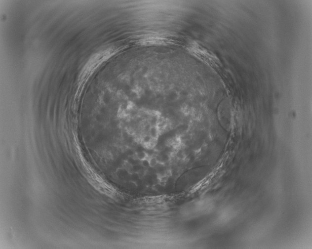 X0000070240049200606051135