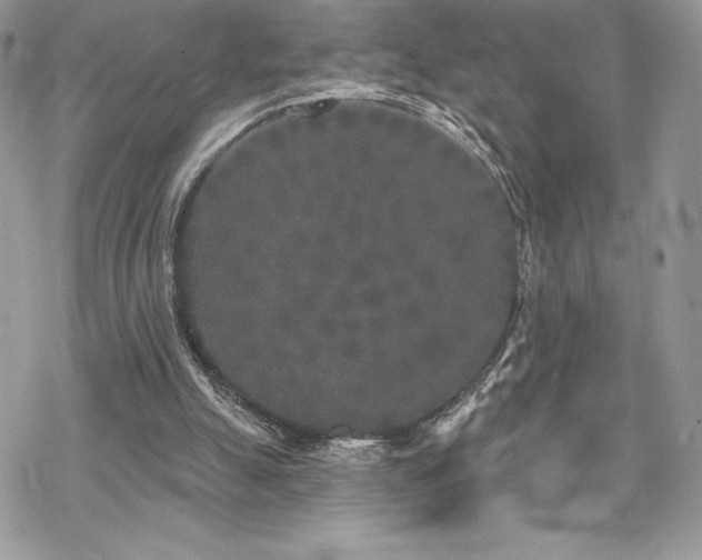 X0000070240055200606051135