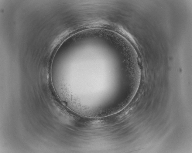 X0000070240059200606051135