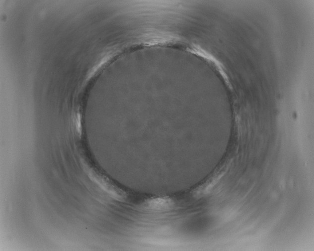 X0000070240067200606051135