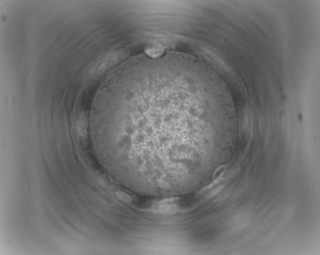 X0000070240078200606051135