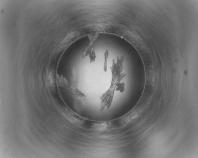 X0000070240131200606051134