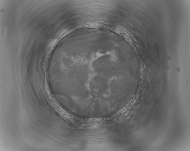 X0000070240145200606051133