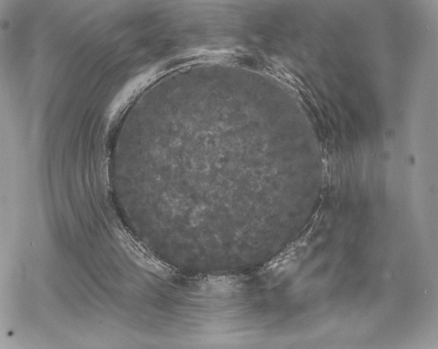 X0000070240149200606051133