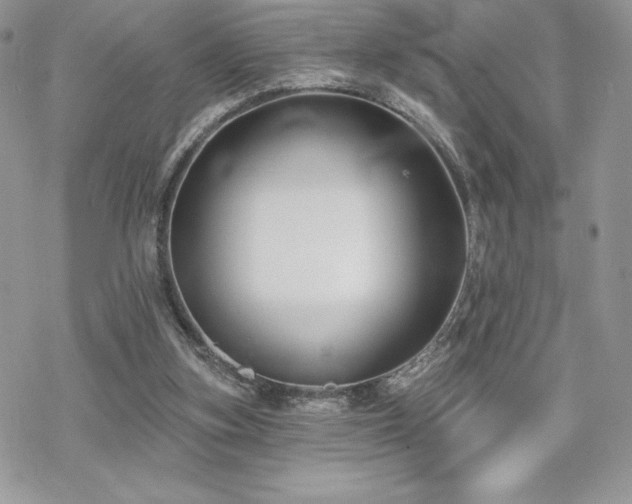 X0000070240155200606051133