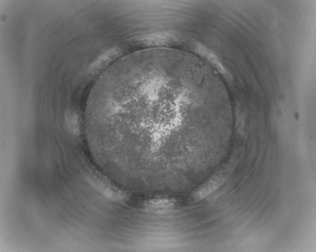 X0000070240161200606051134