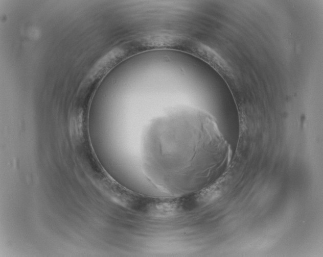 X0000070240163200606051134