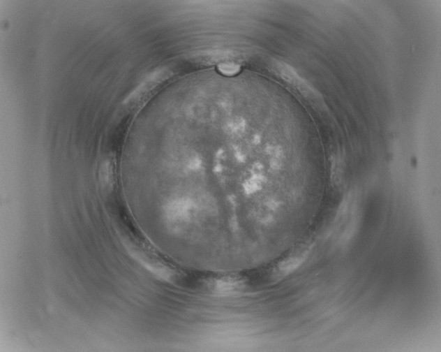 X0000070240165200606051134