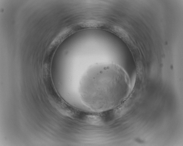 X0000070240167200606051134