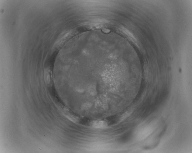 X0000070240169200606051134