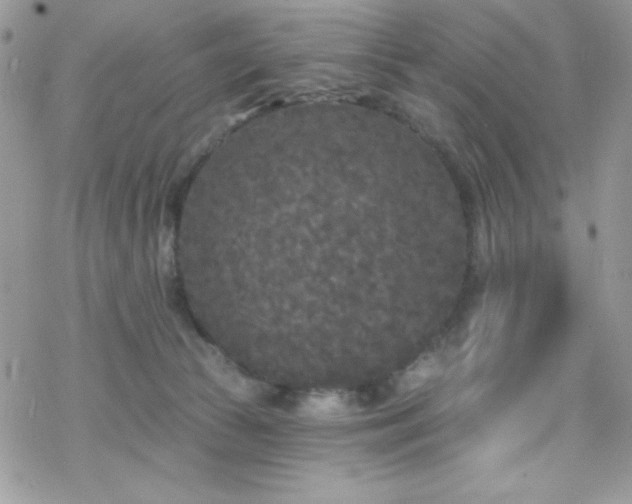 X0000070240177200606051134