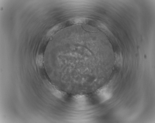 X0000070240189200606051134