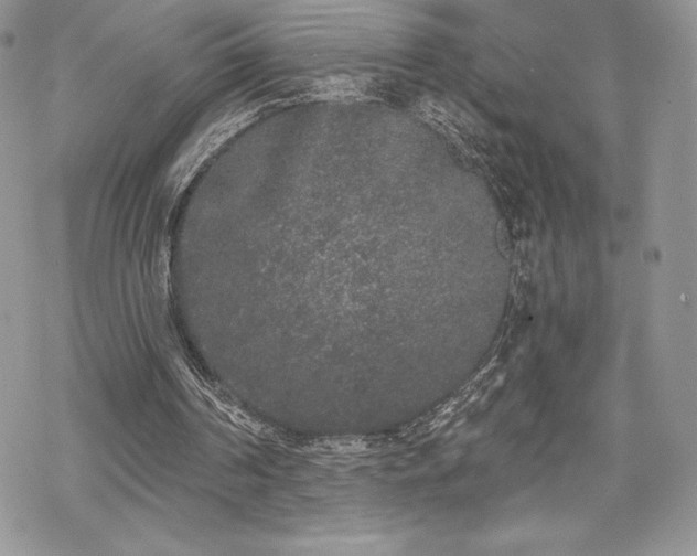 X0000070240194200606051133