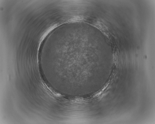 X0000070240196200606051133