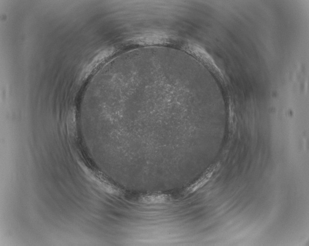 X0000070240202200606051133