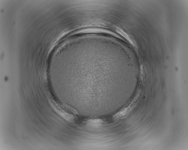 X0000070240203200606051133