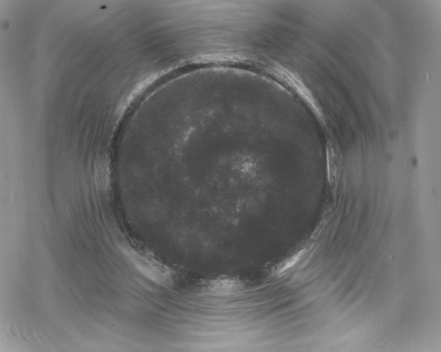 X0000070240204200606051133