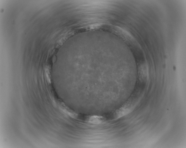 X0000070240222200606051133