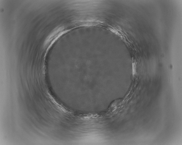 X0000070240243200606051132