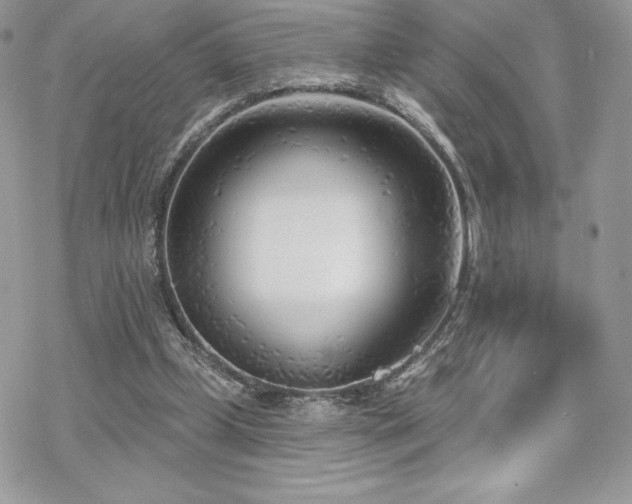 X0000070240249200606051132