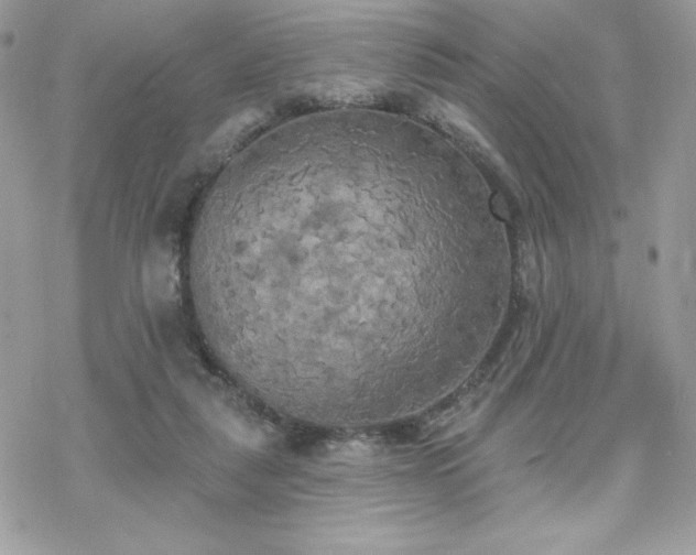 X0000070240259200606051132