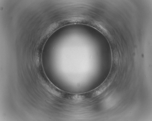 X0000070240261200606051132