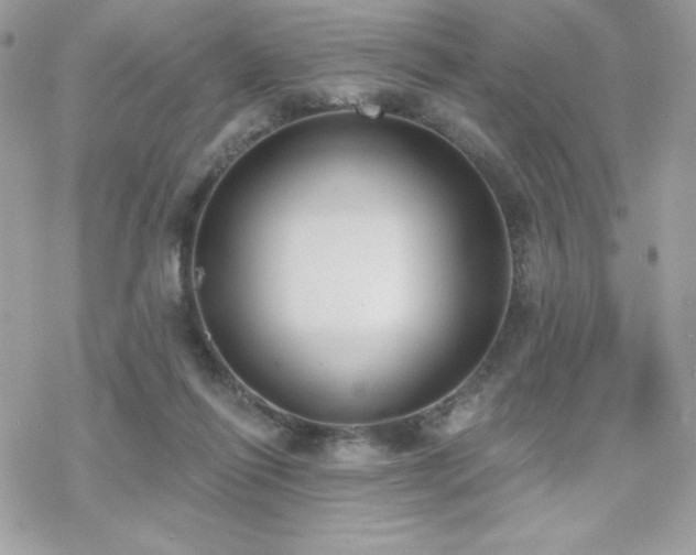 X0000070240262200606051132