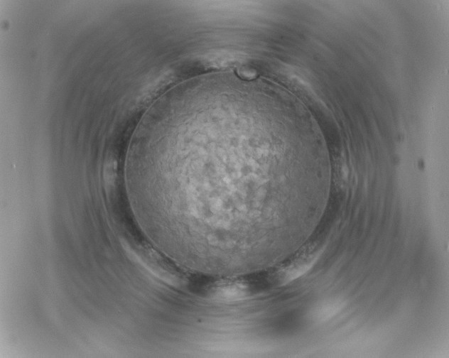 X0000070240263200606051132