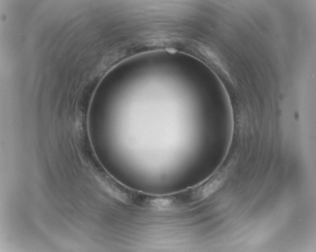 X0000070240265200606051132